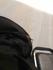 Liparoscelis pallidispina