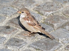 Passer domesticus