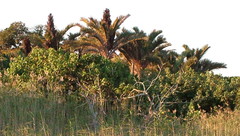 Raphia australis