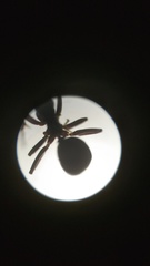 Ochetellus glaber