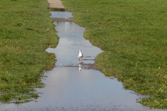 Chroicocephalus ridibundus