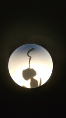 Ochetellus glaber