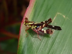 Erianthus versicolor