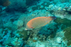 Pseudodax moluccanus