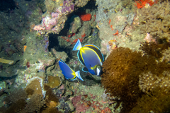 Acanthurus japonicus