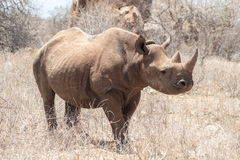 Black Rhinoceros photo 5