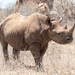 Black Rhinoceros - Photo (c) Athuman Komora Garisse, some rights reserved (CC BY-NC)