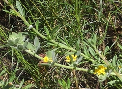 Acmispon heermannii heermannii