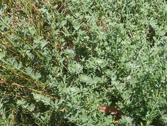Acmispon heermannii heermannii