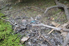 Pseudocopera annulata