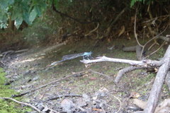 Pseudocopera annulata