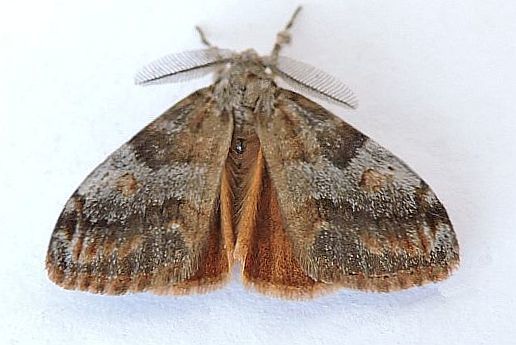 Box-elder Tussock Moth