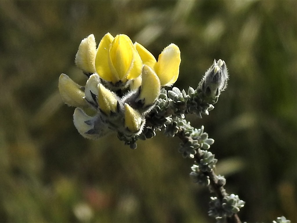Branchy Capegorse