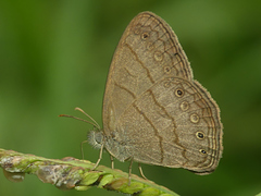 Hermeuptychia gisella