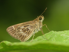 Vehilius stictomenes stictomenes