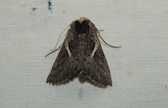 Vittaplusia vittata