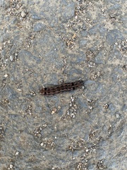 Spodoptera littoralis