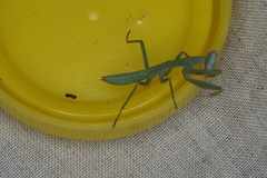 Trachymantis dentifrons