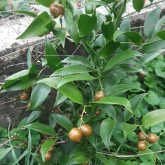 Danae racemosa
