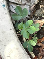Jatropha gossypiifolia