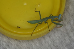 Trachymantis dentifrons