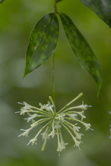 Dracaena surculosa