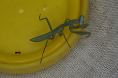 Trachymantis dentifrons