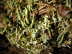 Cladonia deformis