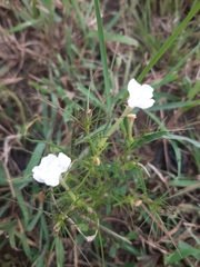 Mecardonia acuminata