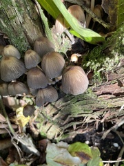 Coprinellus micaceus
