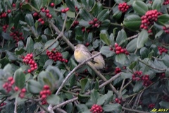 Serinus canaria canaria