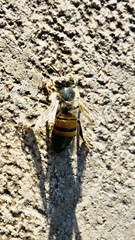 Apis mellifera