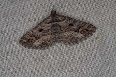 Chrysolarentia plesia