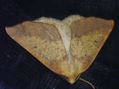 Neoterpes edwardsata