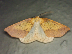 Neoterpes edwardsata