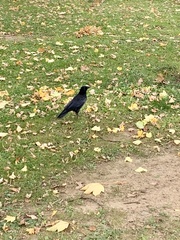 Corvus corone