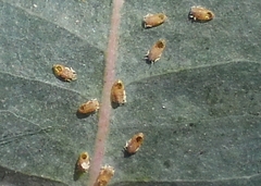 Psyllaephagus pilosus