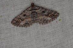 Chrysolarentia plesia