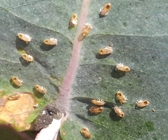 Psyllaephagus pilosus