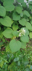Clerodendrum infortunatum