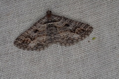 Chrysolarentia plesia