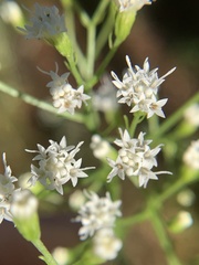 Ageratina jucunda