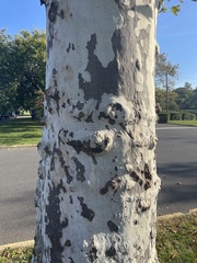 Platanus occidentalis