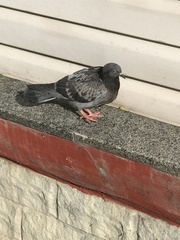Columba livia domestica