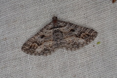 Chrysolarentia plesia