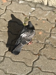Columba livia domestica