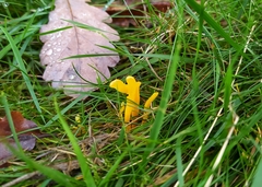 Clavulinopsis helvola