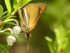 Butleria fruticolens