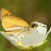 Butleria fruticolens - Photo (c) David Geale, μερικά δικαιώματα διατηρούνται (CC BY-NC), uploaded by David Geale