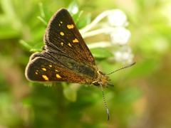 Butleria fruticolens